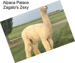 Alpaca Palace Zagato\'s Zexy