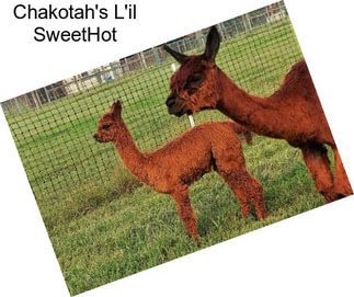 Chakotah\'s L\'il SweetHot