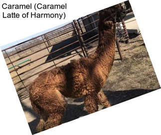 Caramel (Caramel Latte of Harmony)