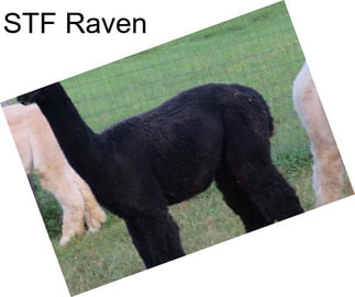 STF Raven