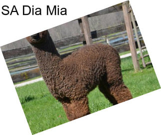 SA Dia Mia