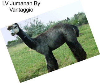 LV Jumanah By Vantaggio