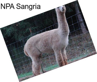 NPA Sangria