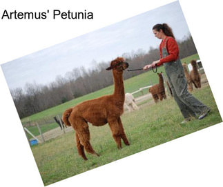 Artemus\' Petunia