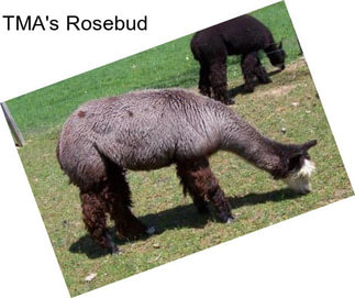 TMA\'s Rosebud