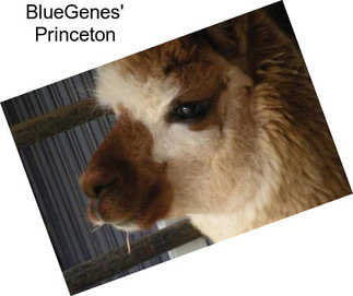 BlueGenes\' Princeton