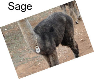 Sage