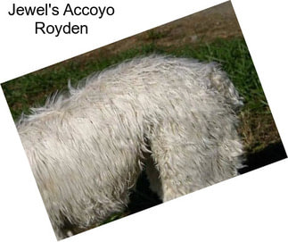 Jewel\'s Accoyo Royden