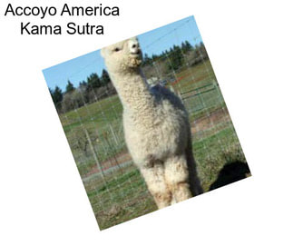 Accoyo America Kama Sutra