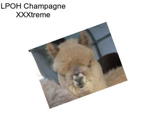 LPOH Champagne XXXtreme