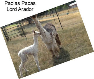 Paolas Pacas Lord Arador