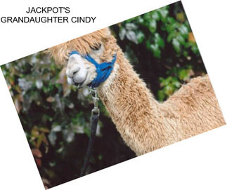 JACKPOT\'S GRANDAUGHTER CINDY