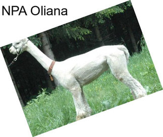 NPA Oliana