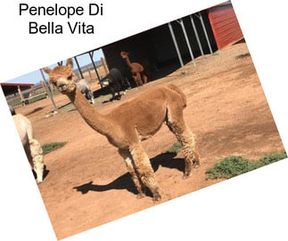 Penelope Di Bella Vita