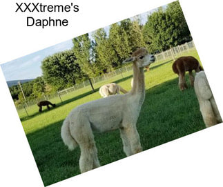 XXXtreme\'s Daphne