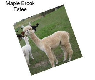 Maple Brook Estee