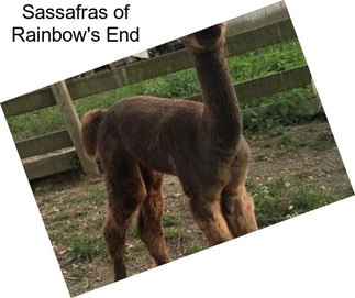 Sassafras of Rainbow\'s End