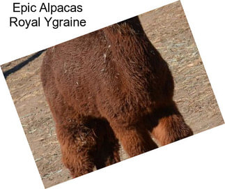 Epic Alpacas Royal Ygraine