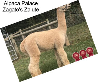 Alpaca Palace Zagato\'s Zalute