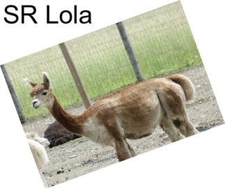SR Lola