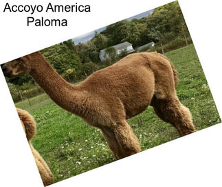 Accoyo America Paloma