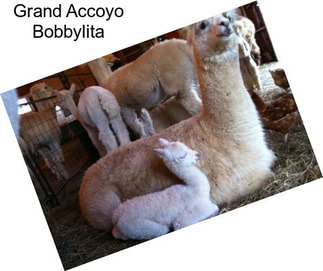 Grand Accoyo Bobbylita