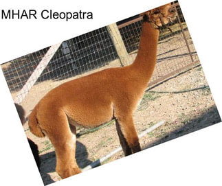 MHAR Cleopatra