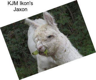 KJM Ikon\'s Jaxon