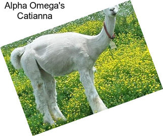 Alpha Omega\'s Catianna