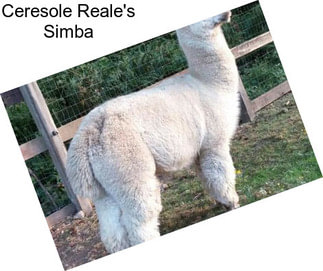 Ceresole Reale\'s Simba