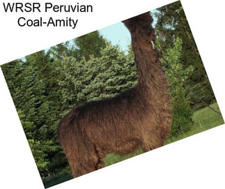 WRSR Peruvian Coal-Amity