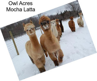 Owl Acres Mocha Latta