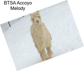 BTSA Accoyo Melody