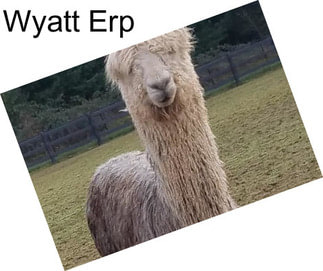 Wyatt Erp