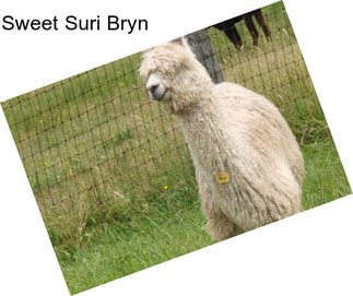 Sweet Suri Bryn