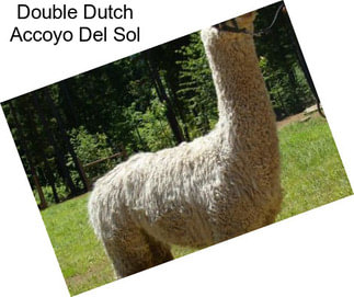 Double Dutch Accoyo Del Sol