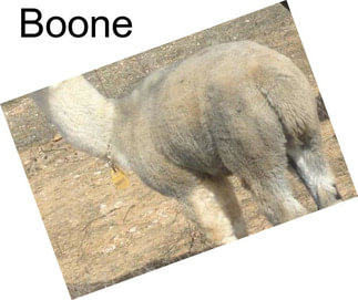 Boone