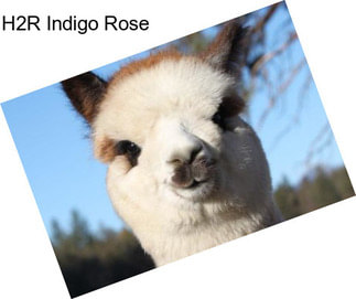 H2R Indigo Rose