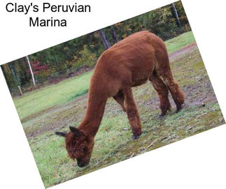 Clay\'s Peruvian Marina