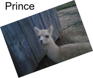 Prince