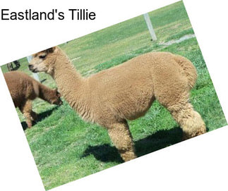Eastland\'s Tillie