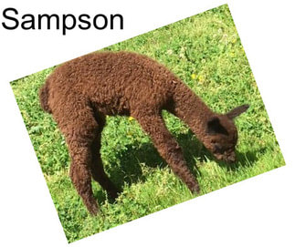 Sampson