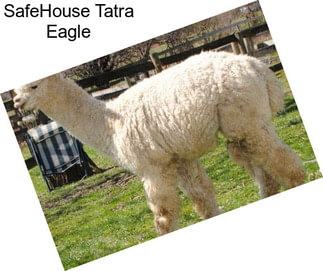 SafeHouse Tatra Eagle