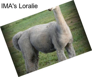 IMA\'s Loralie