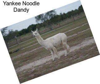 Yankee Noodle Dandy
