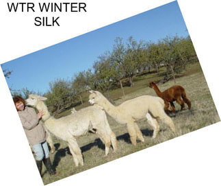 WTR WINTER SILK