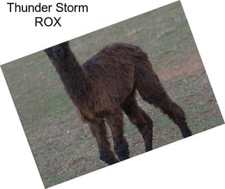 Thunder Storm ROX