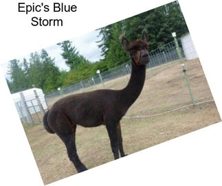 Epic\'s Blue Storm