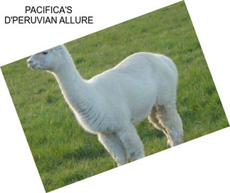 PACIFICA\'S D\'PERUVIAN ALLURE