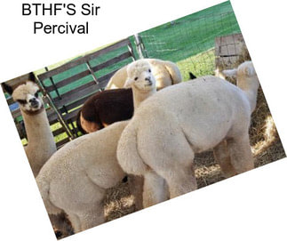 BTHF\'S Sir Percival